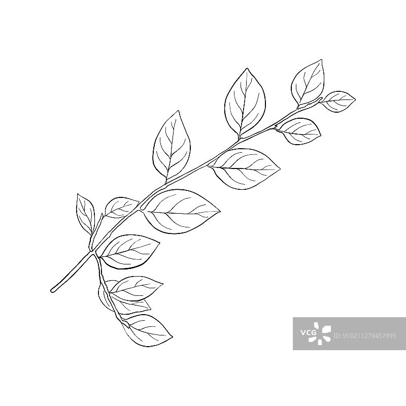 树枝绘画图片素材