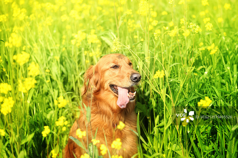 春天油菜花从中的金毛图片素材