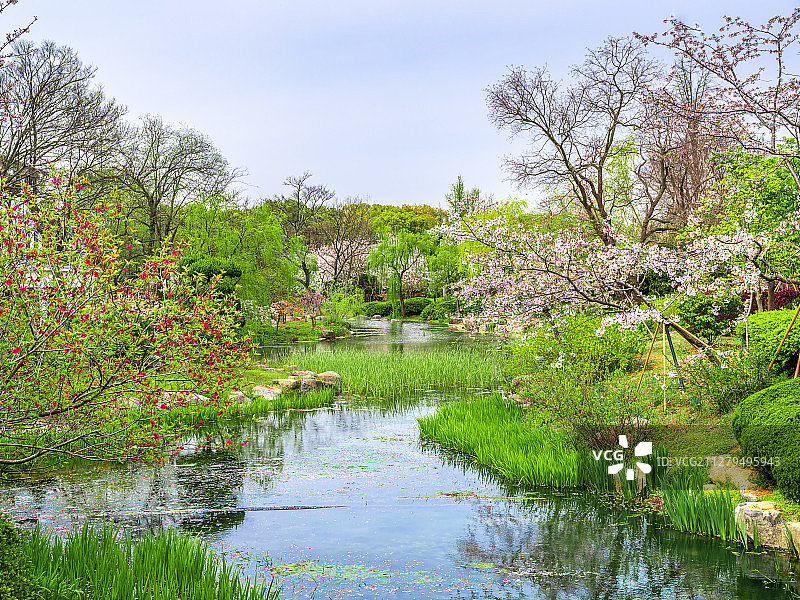 春天樱花盛开明亮风光图片素材