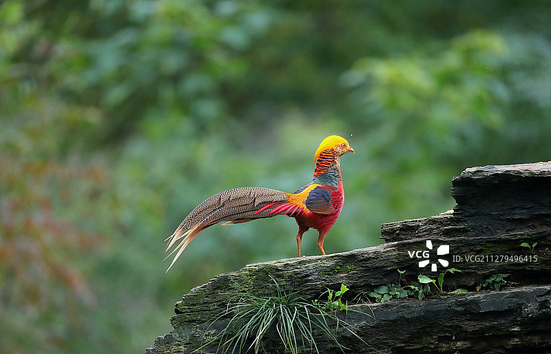 红凤凰红腹锦鸡图片素材