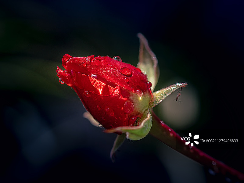 《待放的玫瑰》图片素材