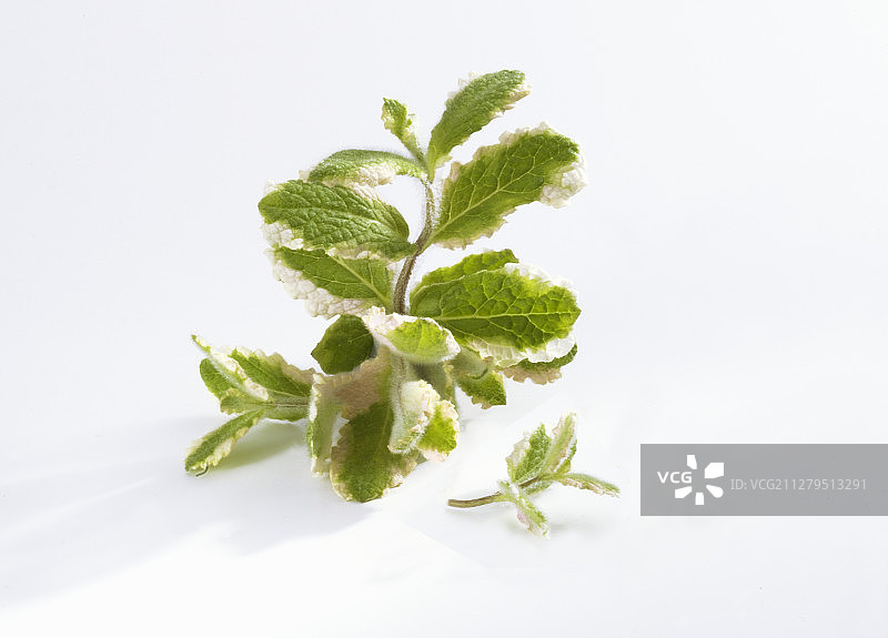 白色背景下的新鲜菠萝薄荷图片素材