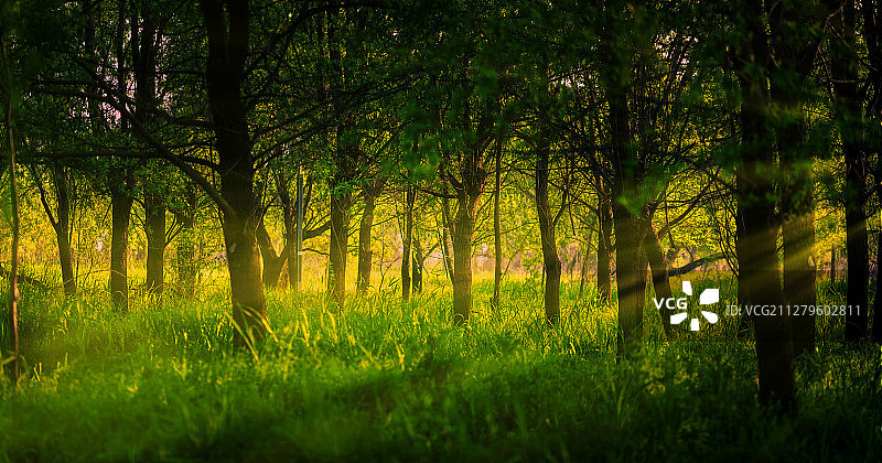 一场春雨后--金湖柳树湾图片素材