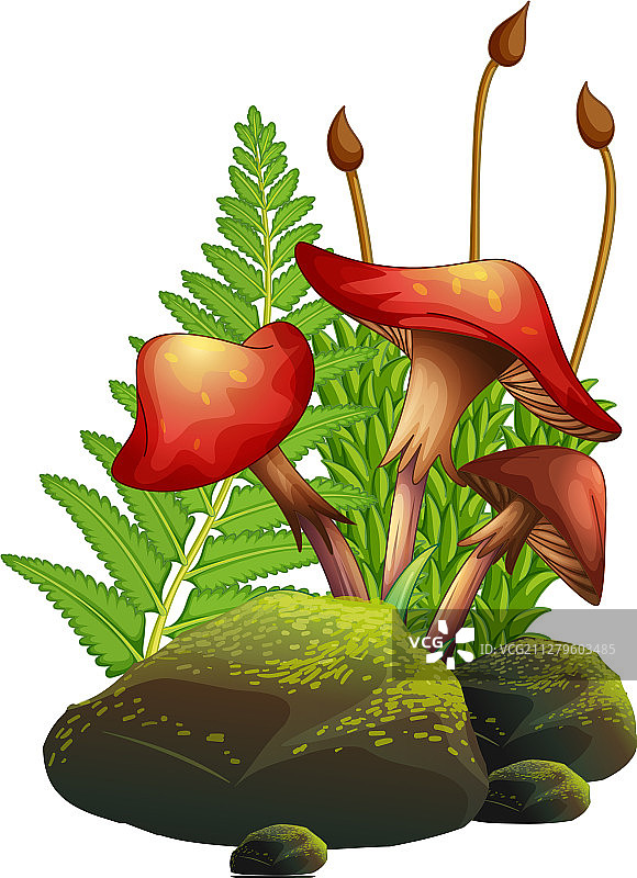 白色背景上的蘑菇和蕨类植物图片素材