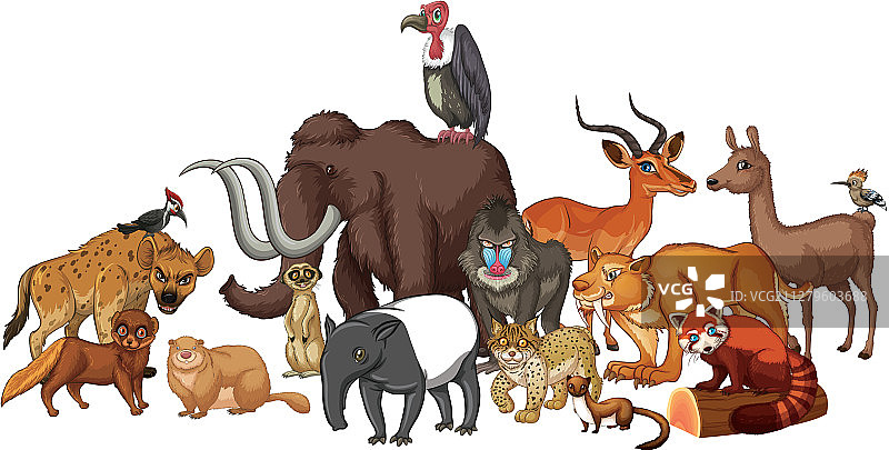 独立野生动物照片图片素材