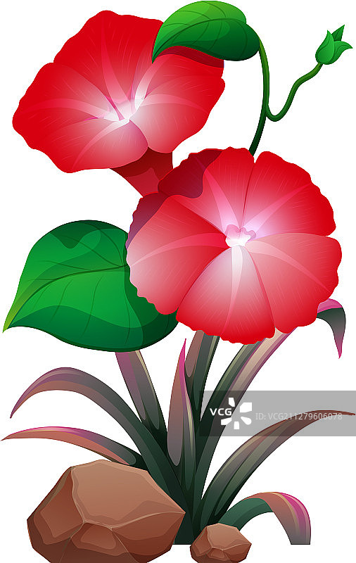 白色背景上的红色牵牛花图片素材