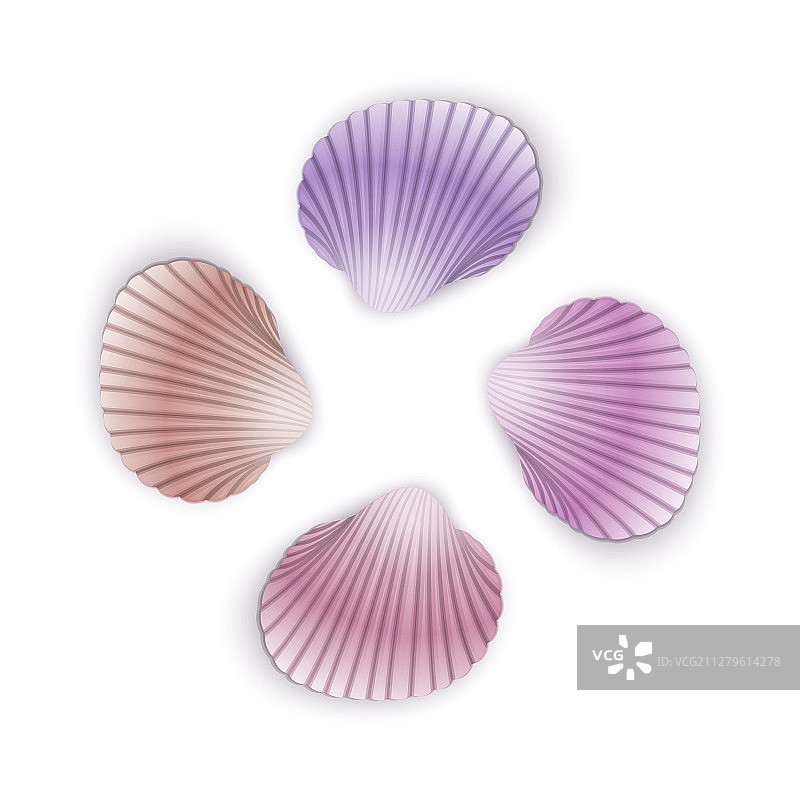 卡通扇贝和海螺图片素材