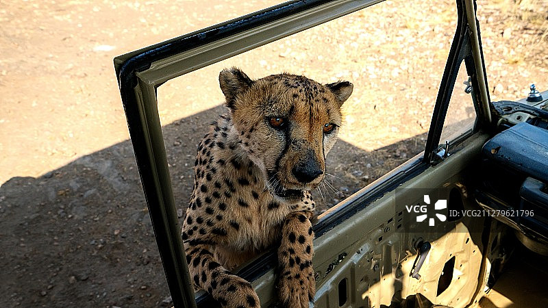 和猎豹聊一聊图片素材