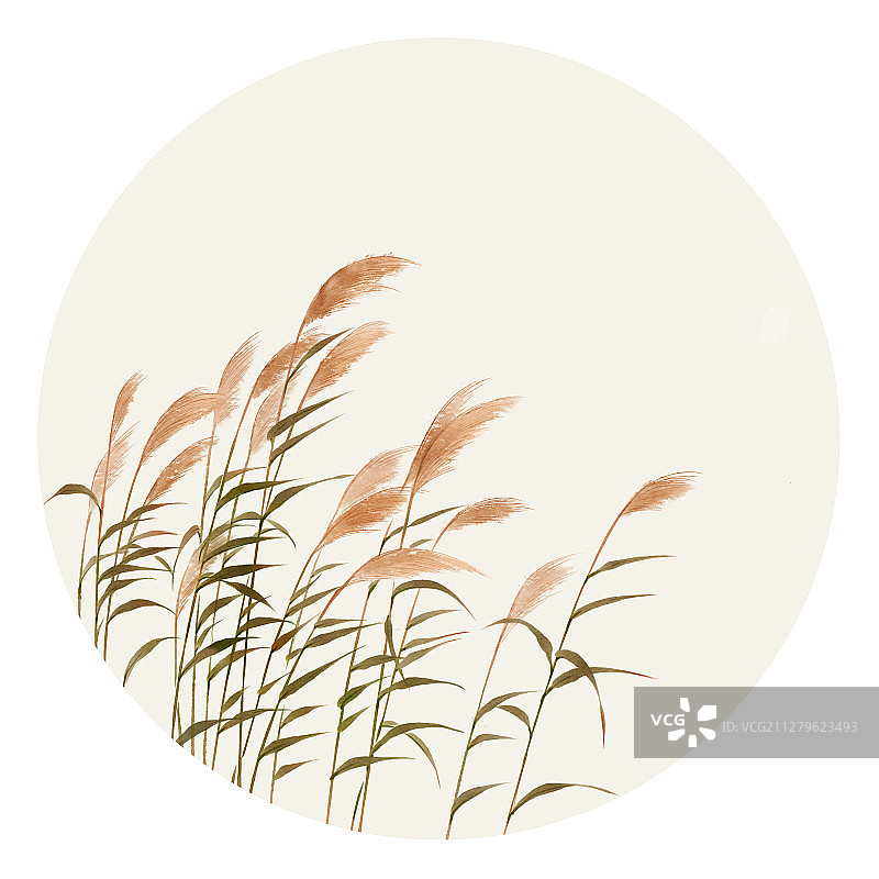 小清新花草插画 芦苇图片素材