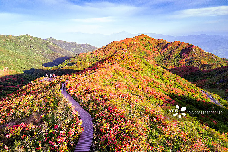 大围山杜鹃花海图片素材