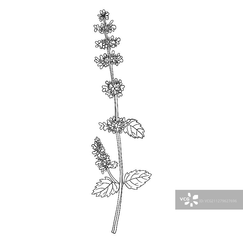 柠檬香蜂草花朵绘画图片素材