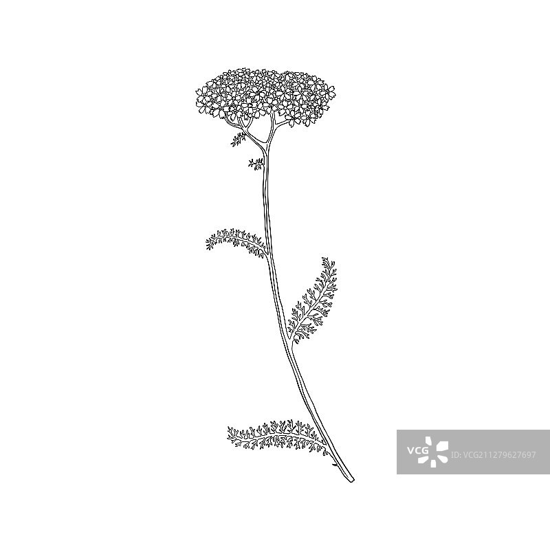 蓍草花手绘图片素材