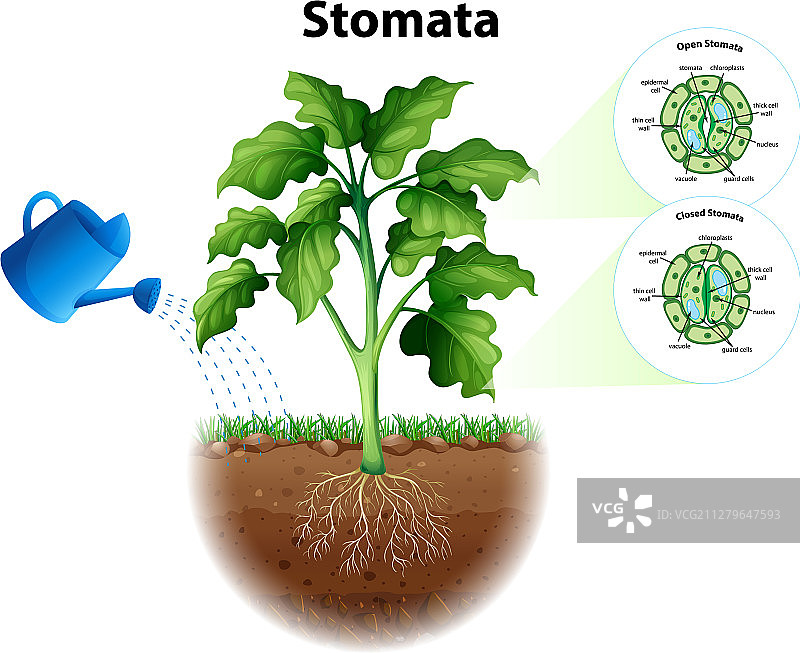 气孔图表示图片素材