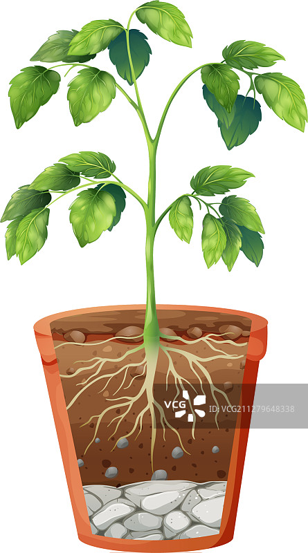 隔离背景下的盆栽绿色植物图片素材