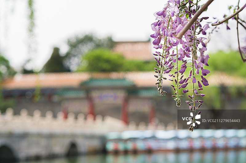 北京 北海公园紫藤花和古建筑图片素材