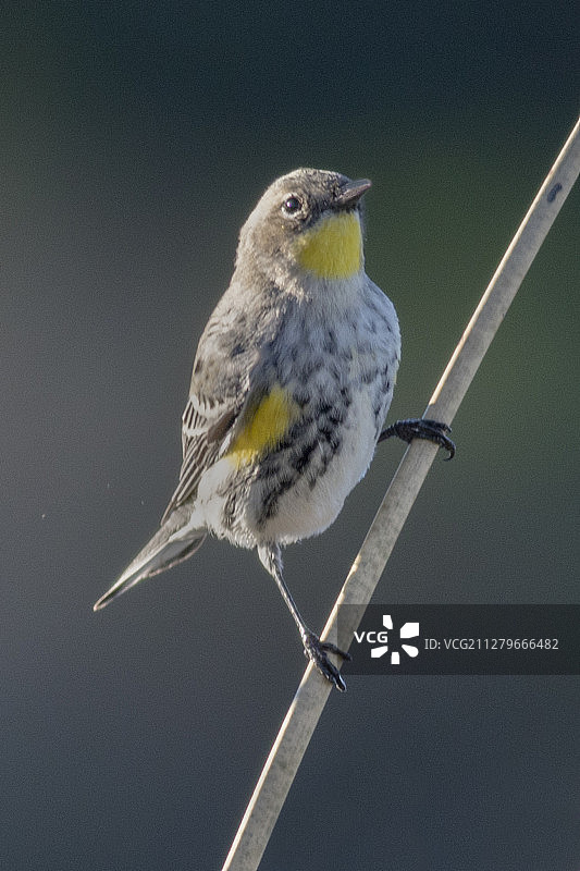 黄腰姬鹟图片素材