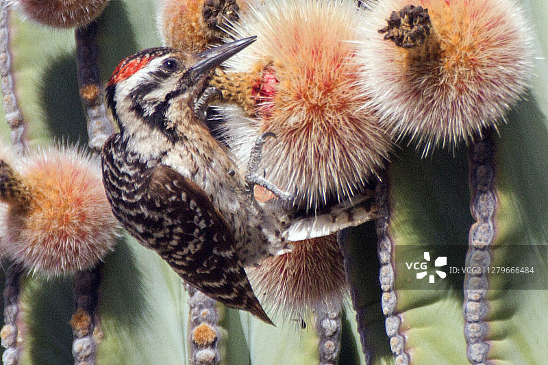 梯背啄木鸟吃仙人掌果实图片素材