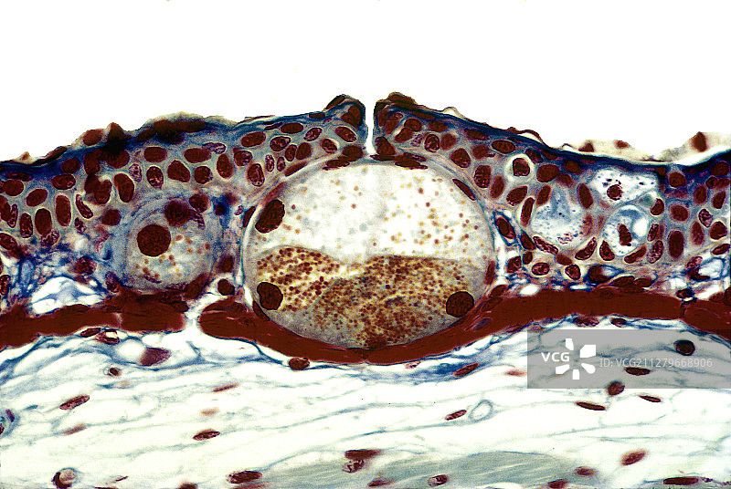伊比利亚肋突螈皮肤腺图片素材