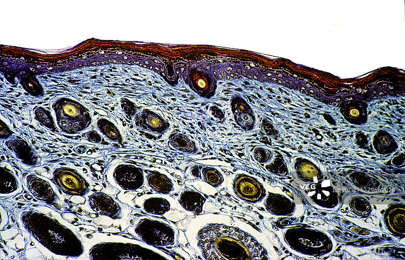 老鼠皮截面图片素材