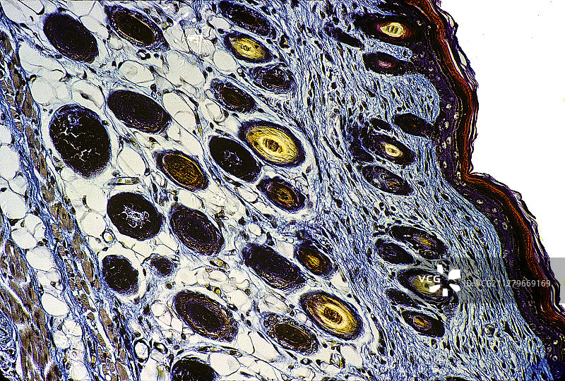 老鼠皮截面图片素材