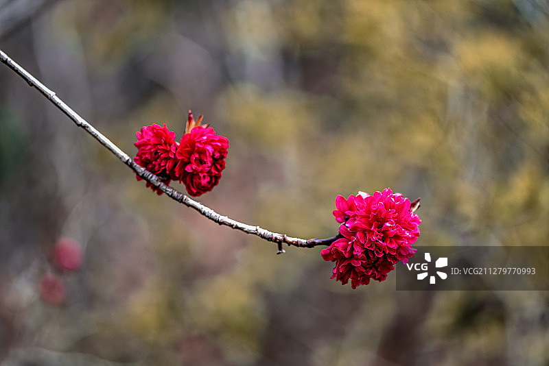 盛开的碧桃图片素材