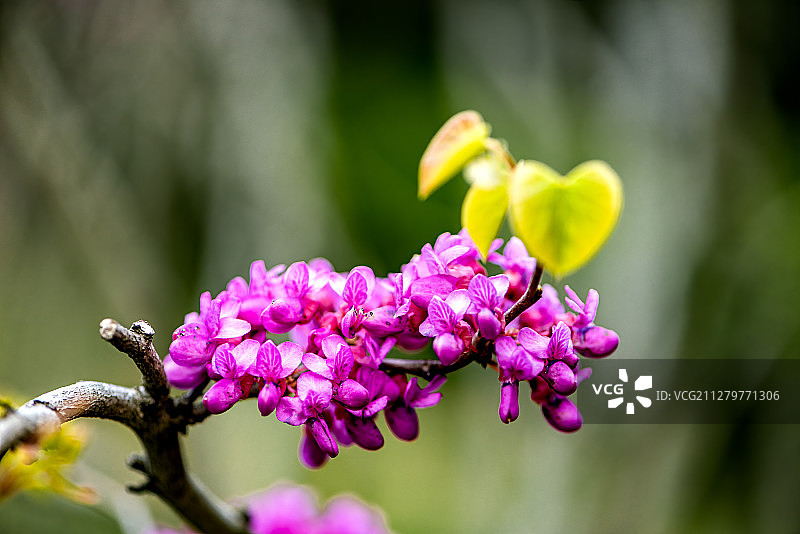 盛开的紫荆花图片素材