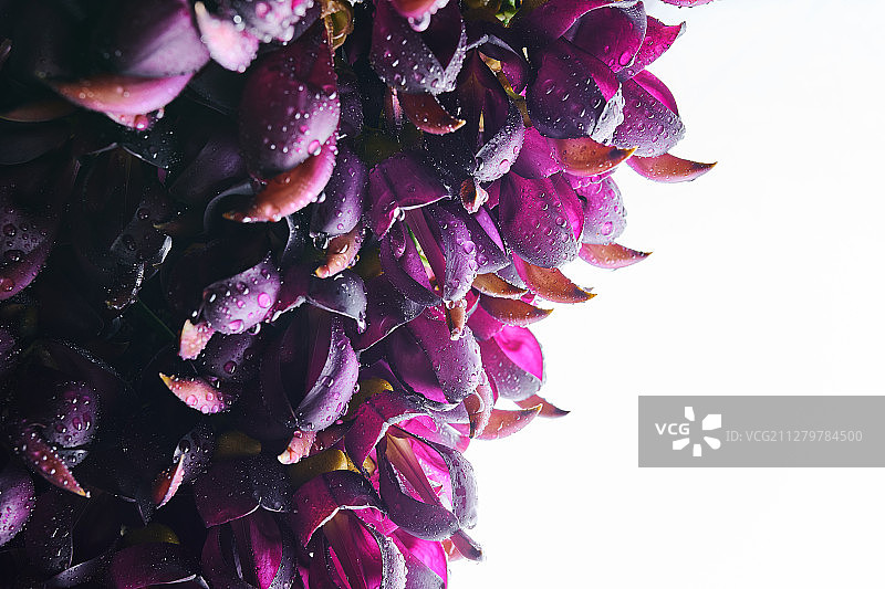 白花油麻藤图片素材