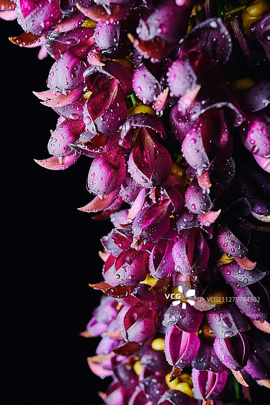 白花油麻藤图片素材