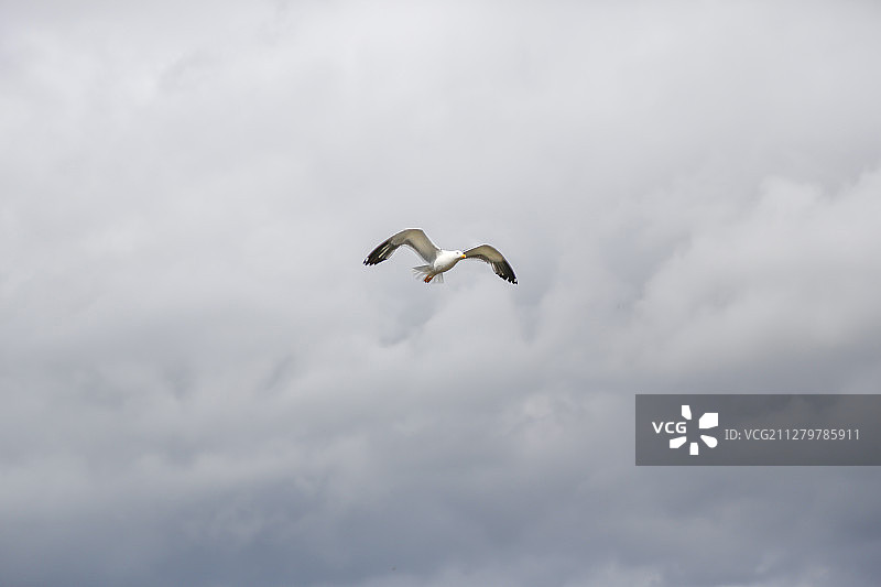 海鸥飞翔图片素材