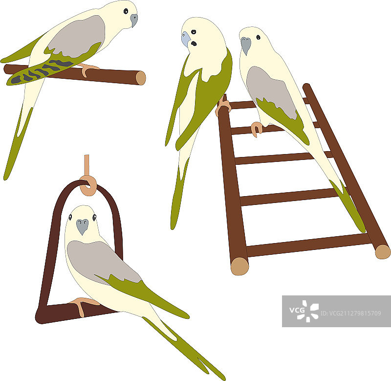 三只可爱的鹦鹉站在树枝上图片素材