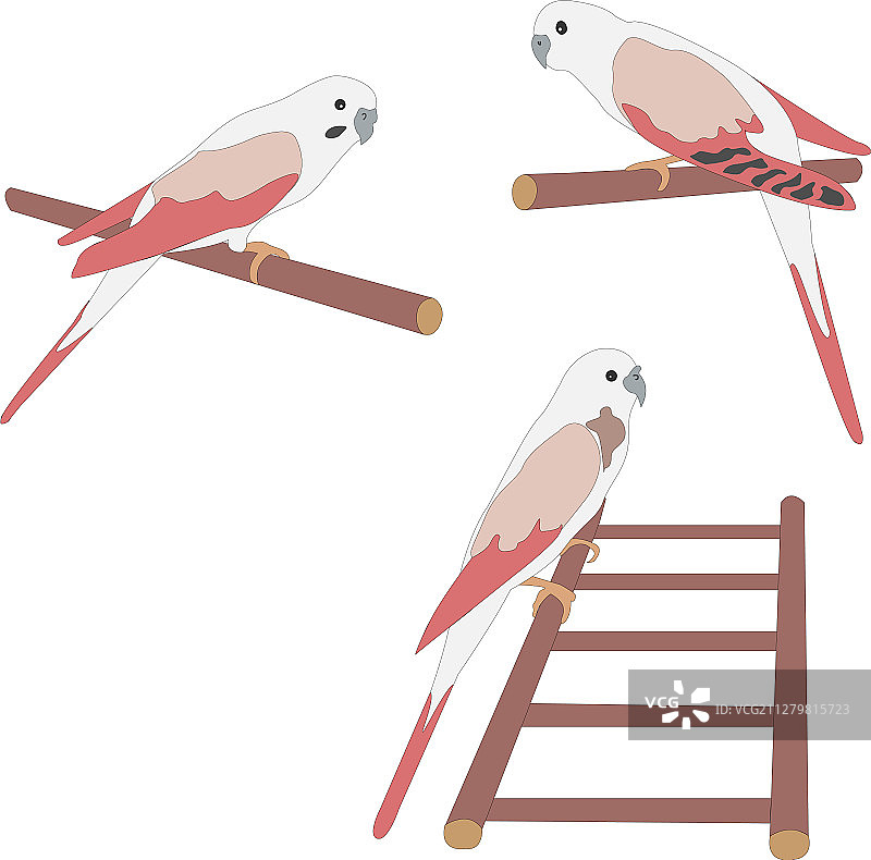 三只可爱的鹦鹉站在树枝上图片素材