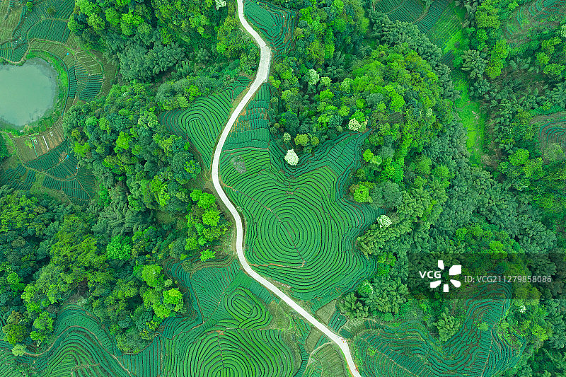 航拍双河镇茶山风光图片素材