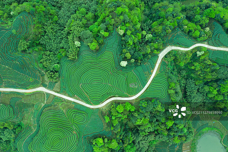 航拍茶山风光图片素材