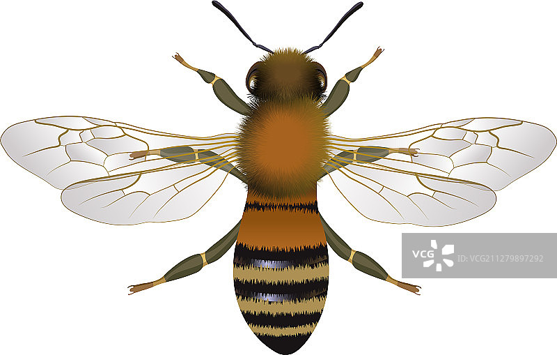 特写：展开翅膀的蜜蜂图片素材