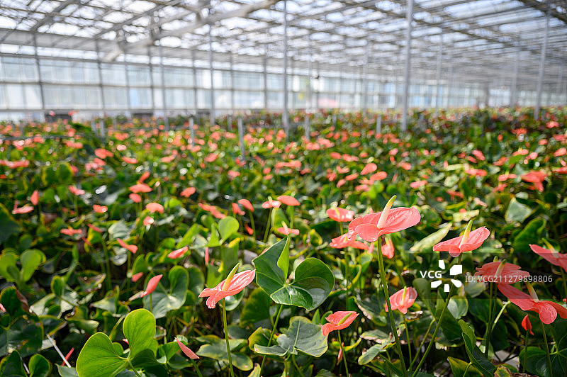 红掌种植大棚图片素材