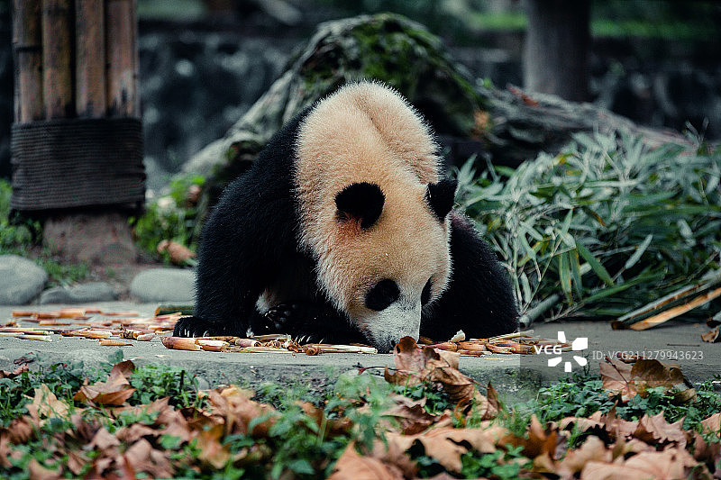 熊猫图片素材