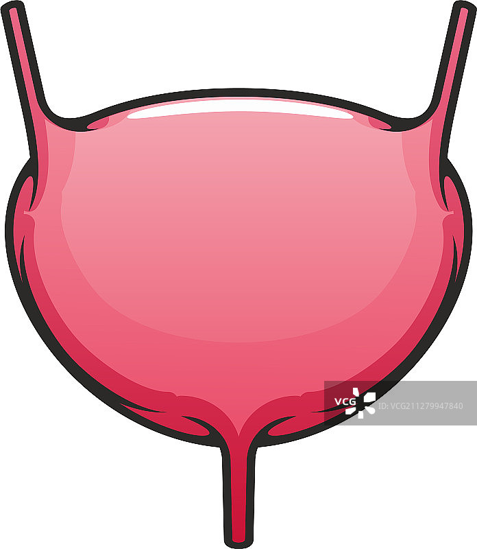 人体膀胱内脏器官图标图片素材