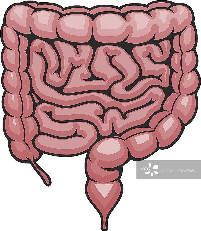 消化系统图标：人体肠道图片素材