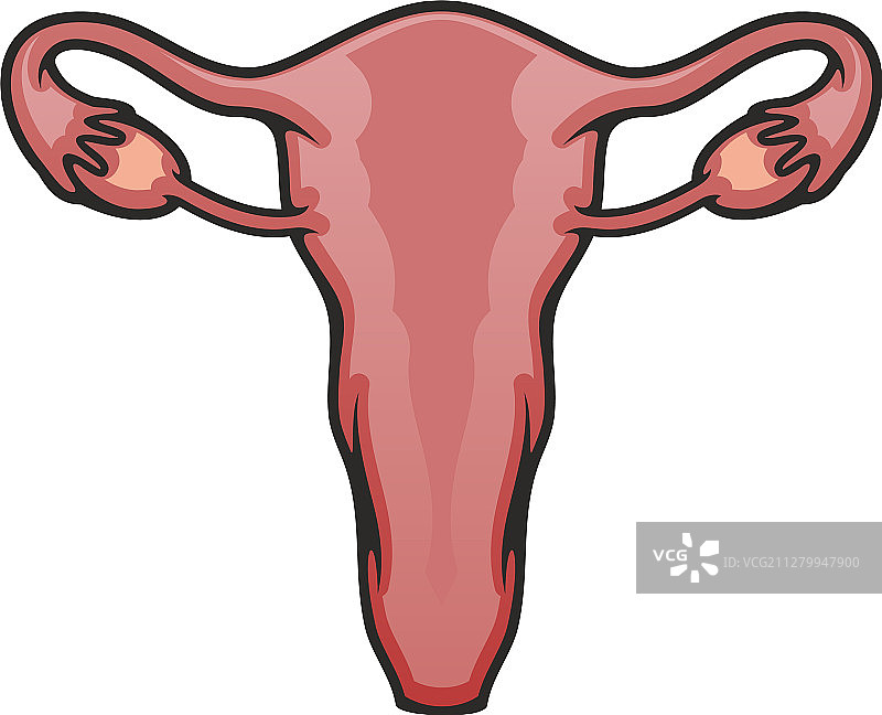 女性子宫生殖系统器官图标图片素材