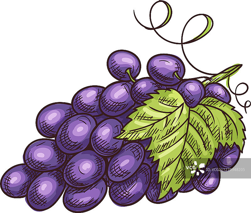 带叶子的葡萄浆果模糊群图片素材