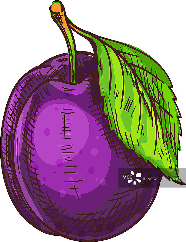 紫色李子水果素描图片素材