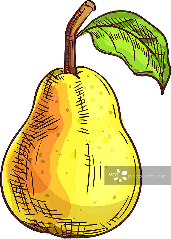 巴特梨夏季水果手绘速写图片素材