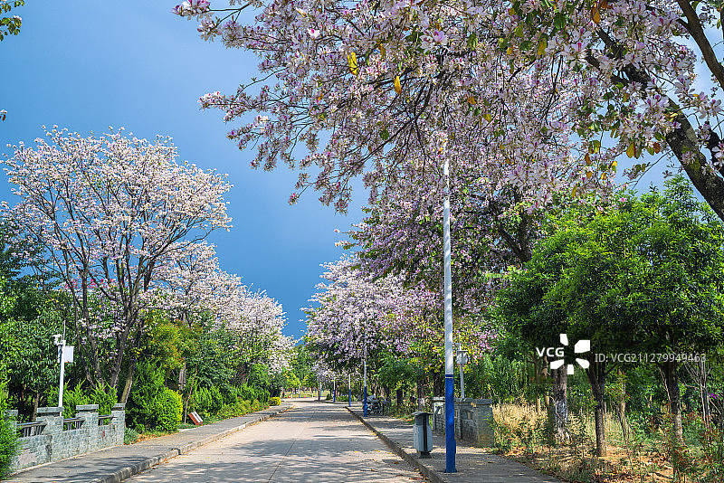 保山大学校园春天景色图片素材