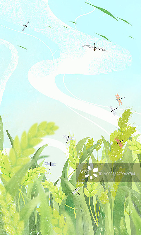 小麦的春天图片素材