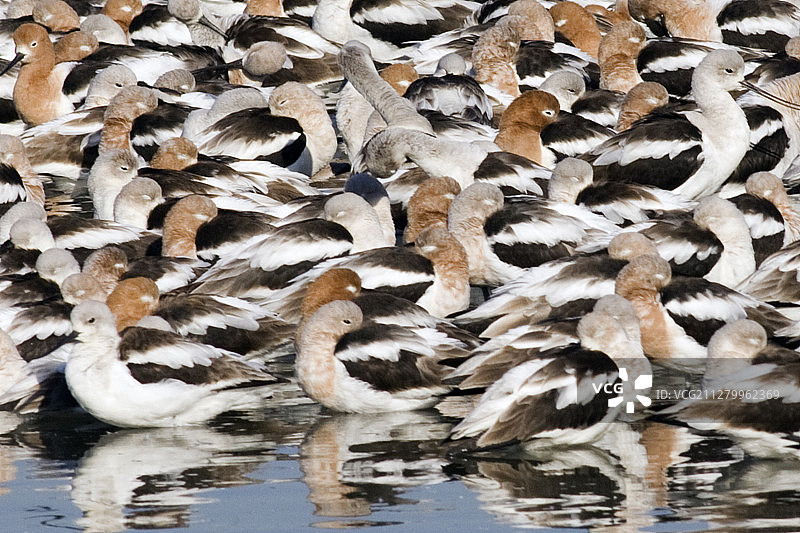 美洲反嘴鹬群在休息图片素材