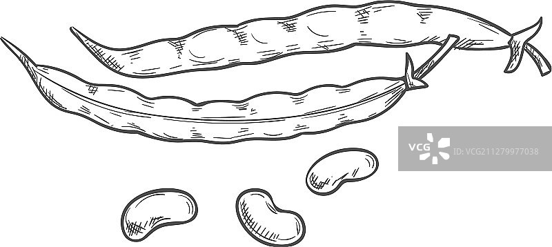 豆荚、芸豆、种子、豆科植物素描图片素材