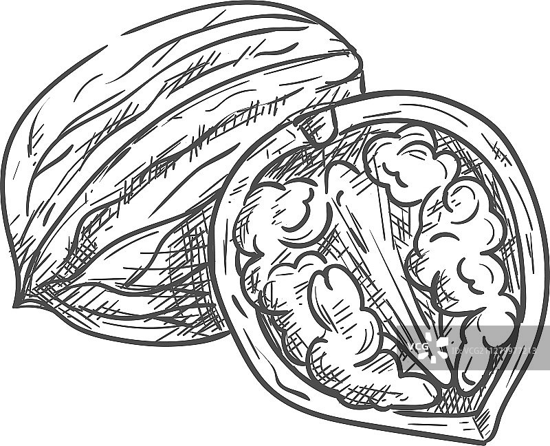 带果仁的完整核桃和半个核桃图片素材