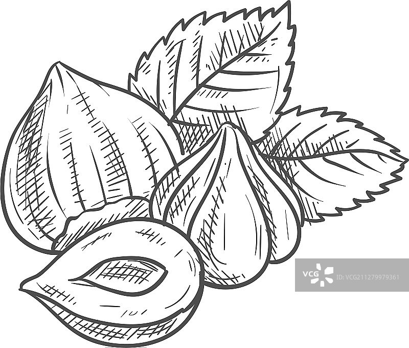 带叶子的榛子素描图片素材