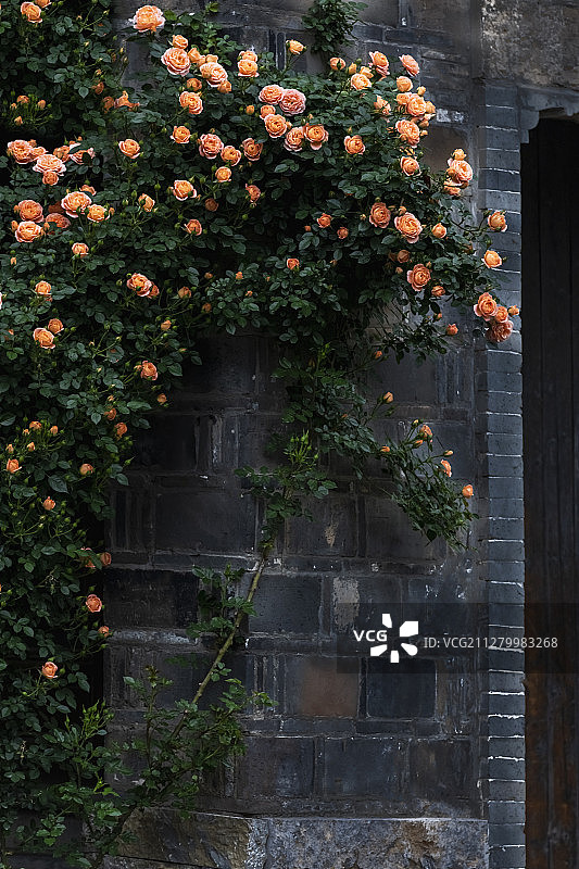 南京老门东蔷薇图片素材