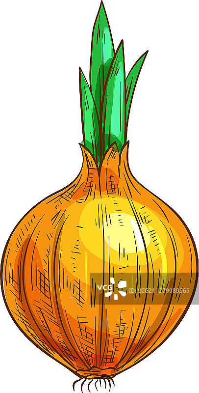 洋葱根茎素描图片素材